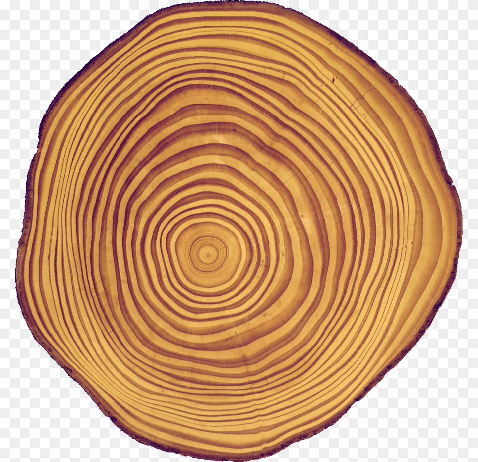 Cross Section Of A Douglas Fir Stem With Visible Concentric Circle, Lumber, Plant, Tree, Wood Free Png Download