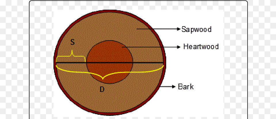 Cross Section Of A Typical Tree Trunk Circle, Astronomy, Moon, Nature, Night Free Png