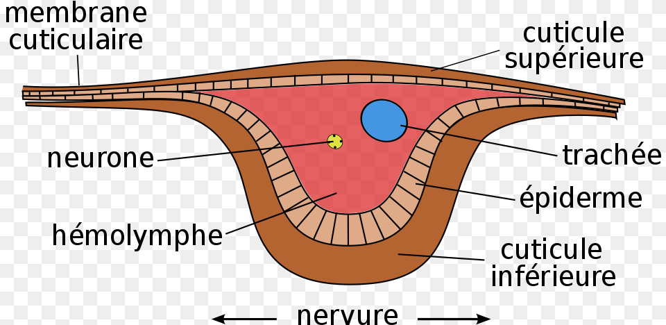 Cross Section Of Insect Wing, Smoke Pipe, Diagram Free Png