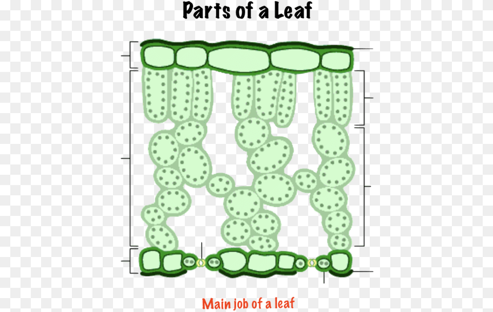 Cross Section Of Leave, Accessories, Glasses Free Png Download