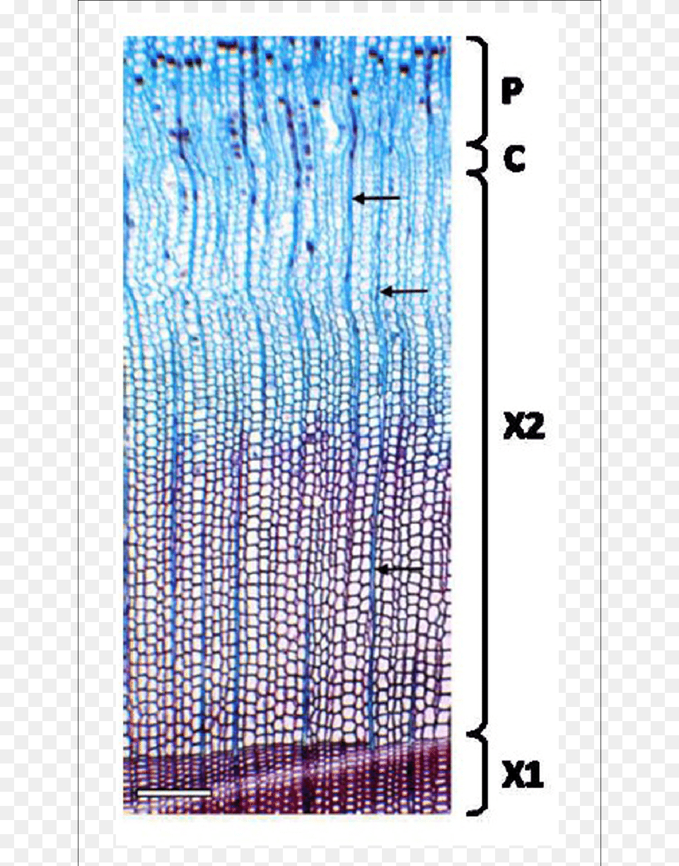 Cross Section Of Norway Spruce Xylem For The Estimation Cell Free Transparent Png