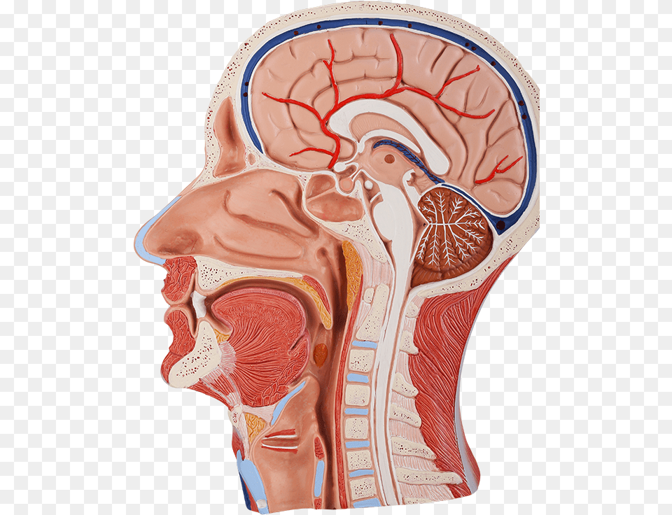 Cross Section Of Skull Head Anatomy Model, Body Part, Face, Neck, Person Png