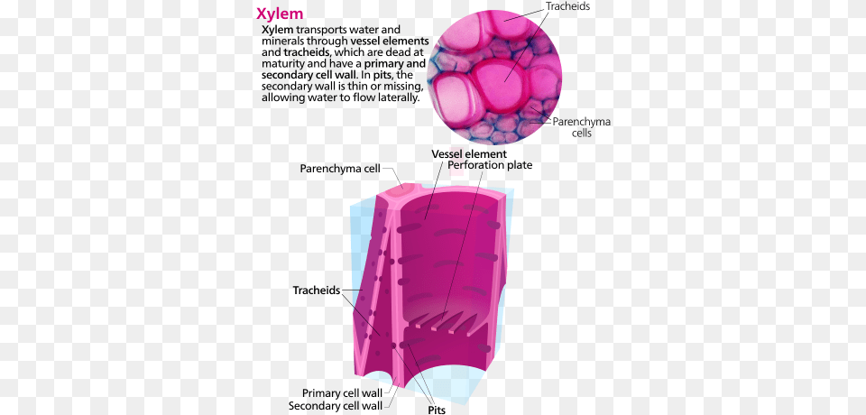 Cross Section Of Some Xylem Cells Jaringan Xilem Dan Floem, Sphere, Mineral, Paper, Dynamite Free Png