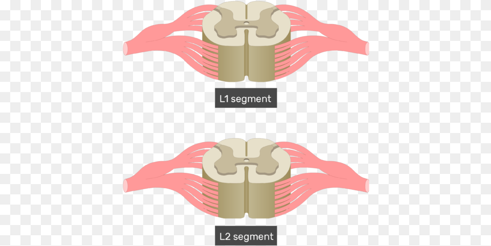 Cross Section Of The Spinal Cord Showing 2 Lumbar Segments Spinal Cord Cross Section, Baby, Person, Weapon, Body Part Free Transparent Png
