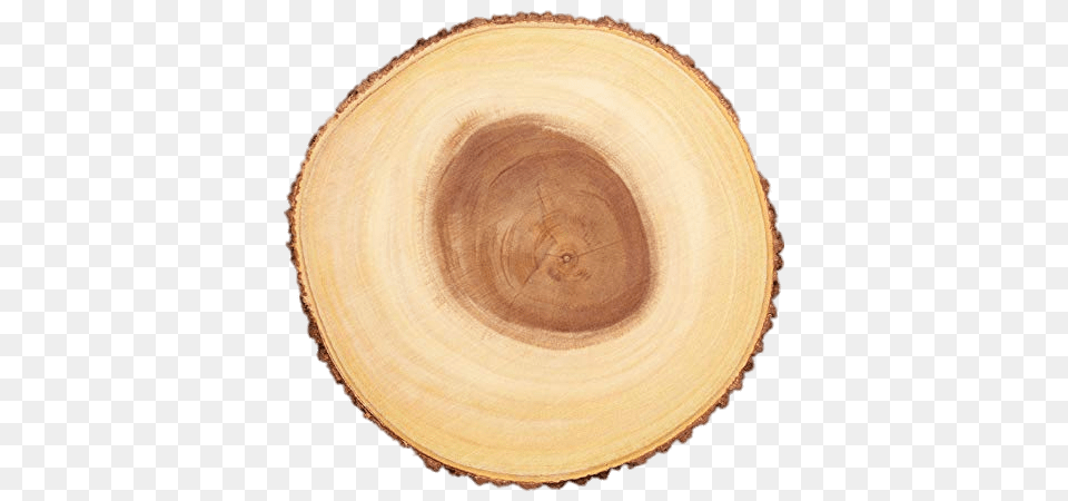Cross Section Of Tree Trunk, Plant, Wood, Lumber, Plate Free Png