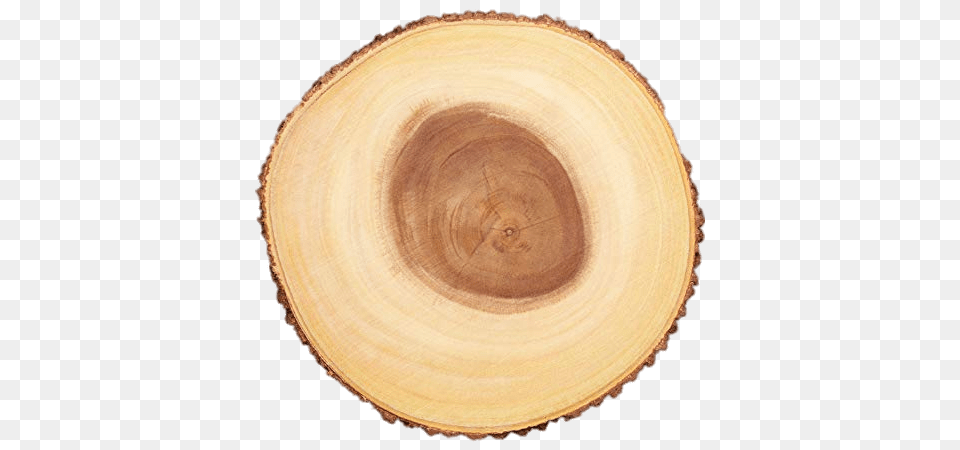 Cross Section Of Tree Trunk Stickpng Cross Section Tree Trunk, Plant, Wood, Lumber, Plate Free Transparent Png