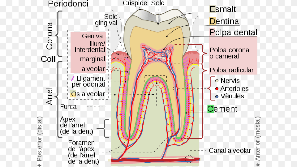 Cross Sections Of Teeth Cat Tooth Cusp, Chart, Plot, Body Part, Face Free Transparent Png