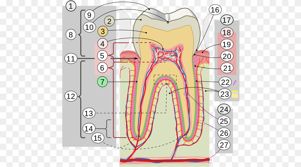Cross Sections Of Teeth Intl Cusp Of Teeth, Chart, Plot, Body Part, Face Free Png