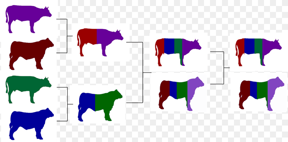 Crossbreeding For The Commercial Beef Producer, Animal, Mammal, Bull, Livestock Free Transparent Png