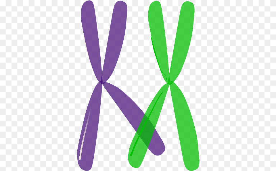 Crossing Over 1 Clip Art Chromosome, Purple, Machine, Propeller, Smoke Pipe Free Png Download