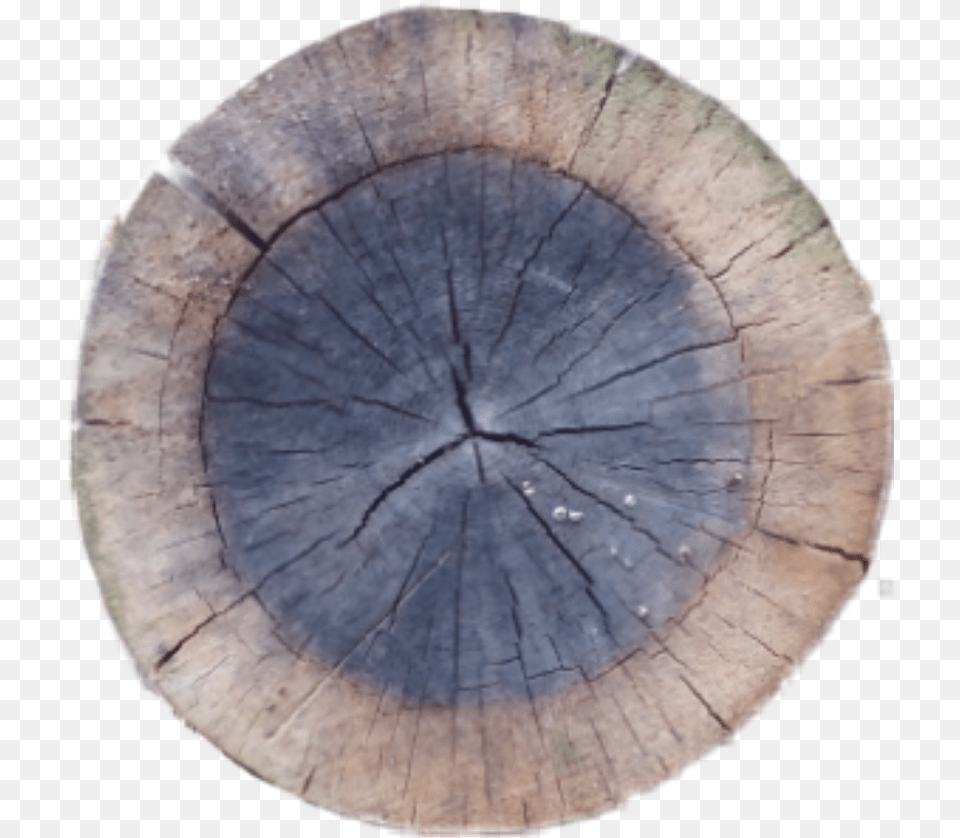 Crosssection Tree Stump Sawed Sawedwood Wood Tree Cutdo Circle, Plant, Tree Stump Free Png Download
