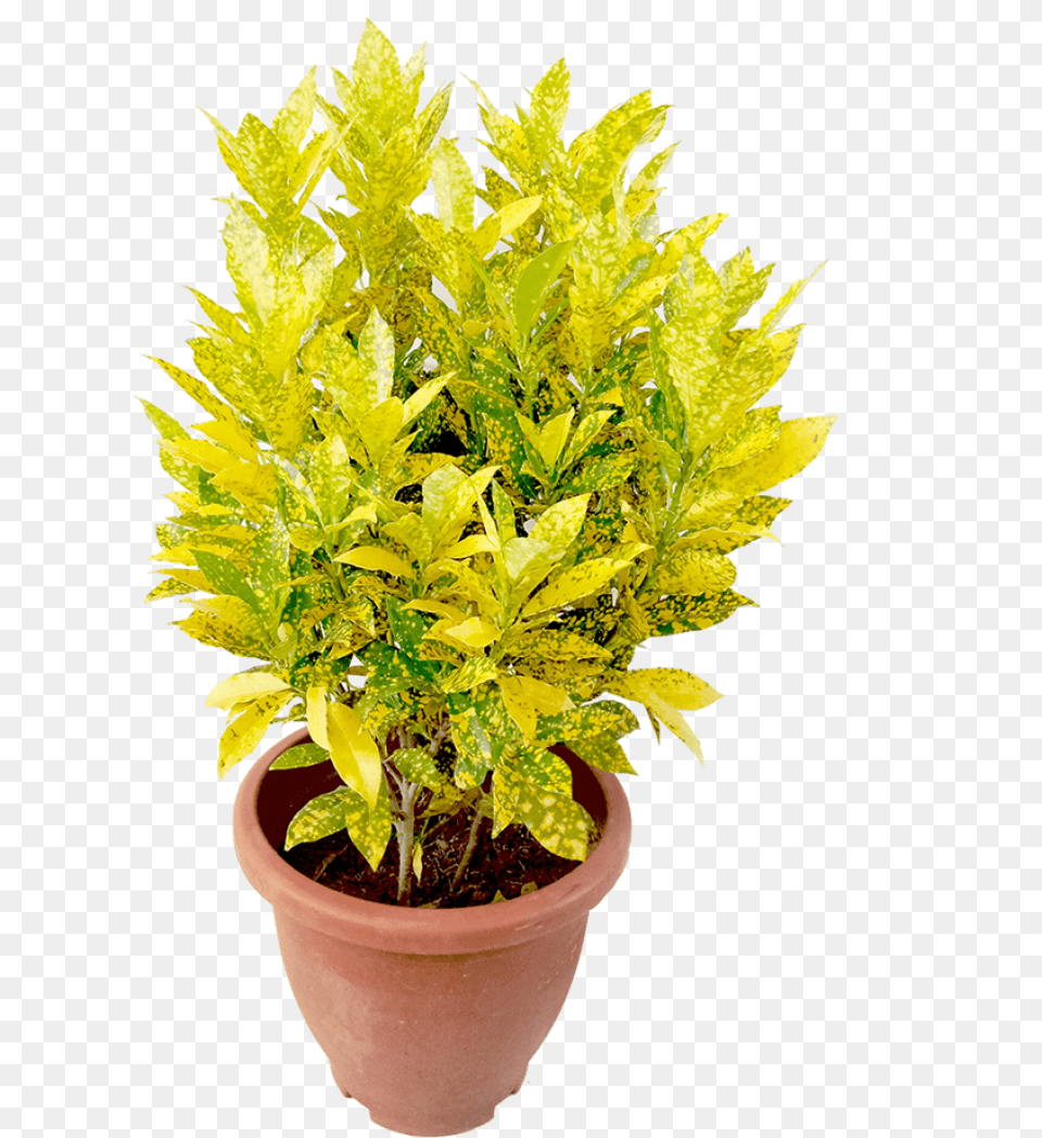 Croton Gold Dust Flowerpot, Leaf, Plant, Potted Plant, Soil Png Image