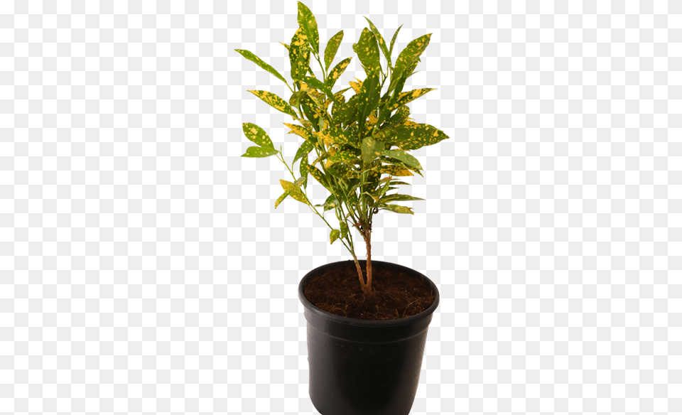 Croton Gold Dust Gold Dust Croton Tall Stem, Herbal, Herbs, Leaf, Plant Free Png