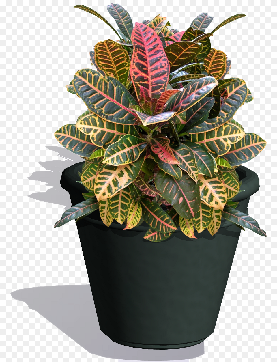 Croton Plant Is Grown For Its Leaf Color Flowerpot, Potted Plant, Cookware, Pottery, Pot Free Png