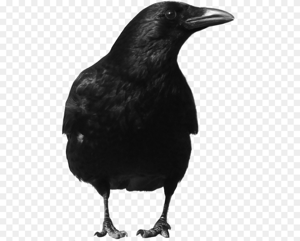 Crow, Animal, Bird, Blackbird Free Png Download