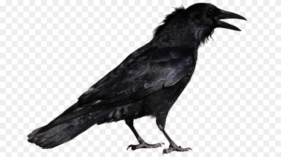 Crow, Animal, Bird Png