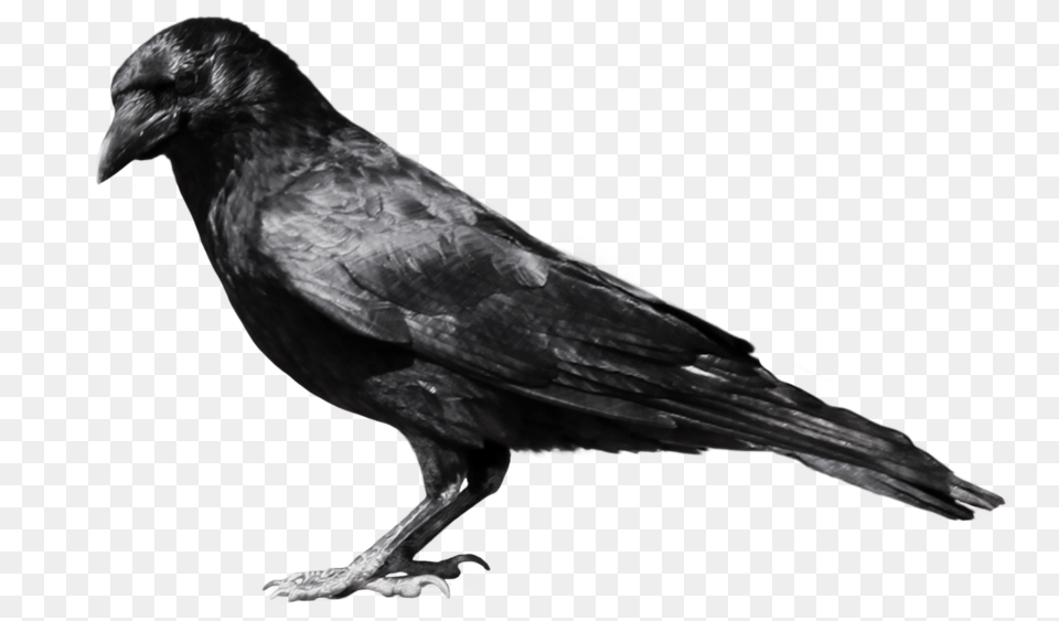 Crow, Animal, Bird Free Png Download