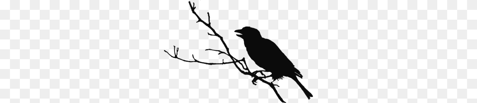 Crow, Silhouette, Gray Free Transparent Png