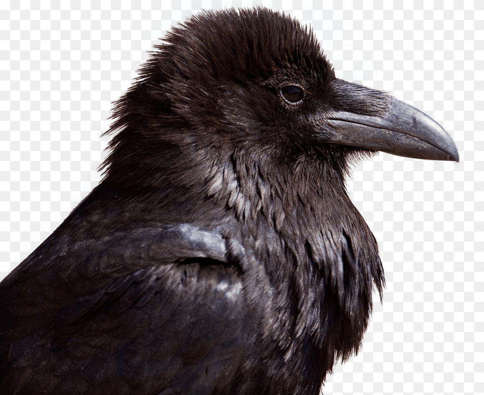 Crow, Animal, Beak, Bird, Blackbird Free Png Download