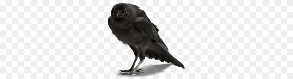 Crow, Animal, Bird, Blackbird Png