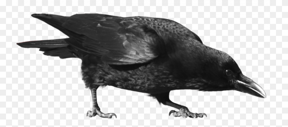 Crow, Animal, Bird, Blackbird Free Transparent Png