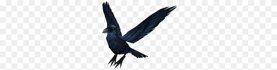 Crow, Animal, Bird, Blackbird Png