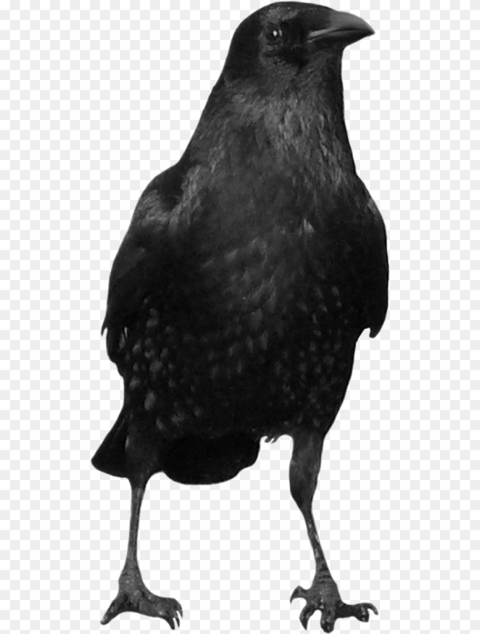 Crow, Animal, Bird, Blackbird, Penguin Free Png Download