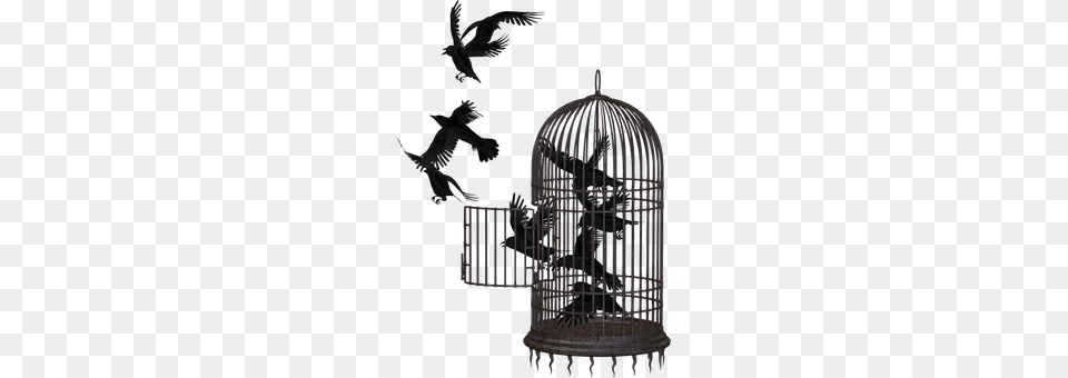 Crow Animal, Bird Free Png Download