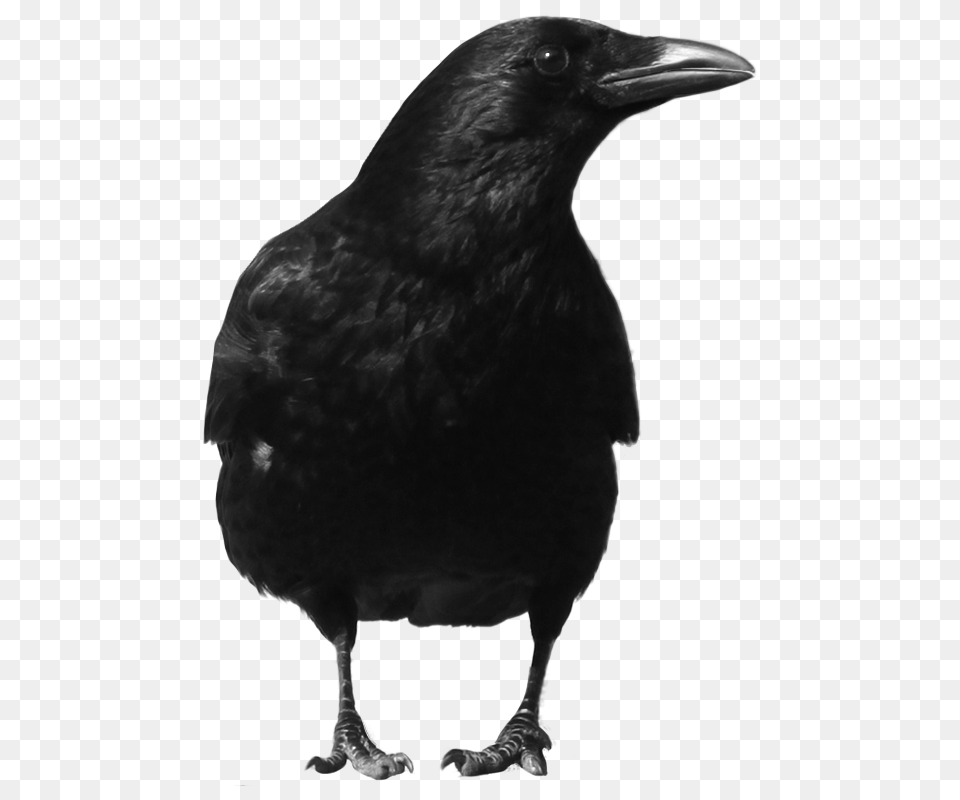 Crow, Animal, Bird, Blackbird Free Png