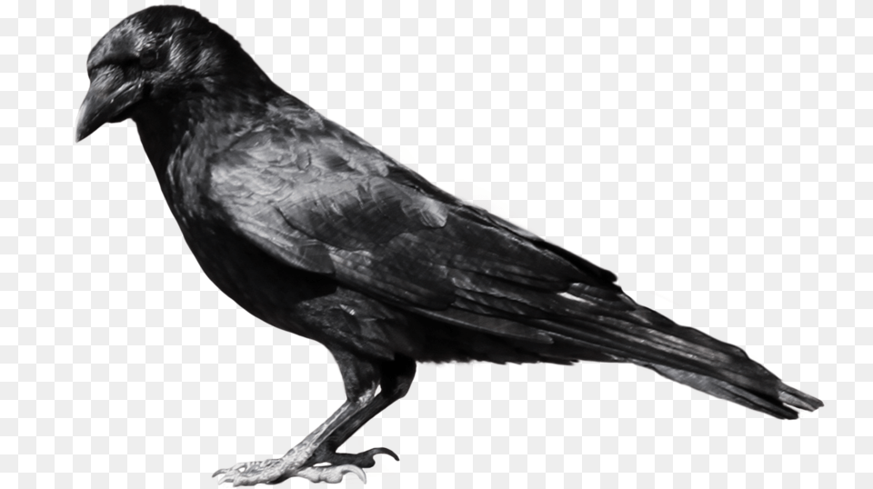 Crow, Animal, Bird Free Png