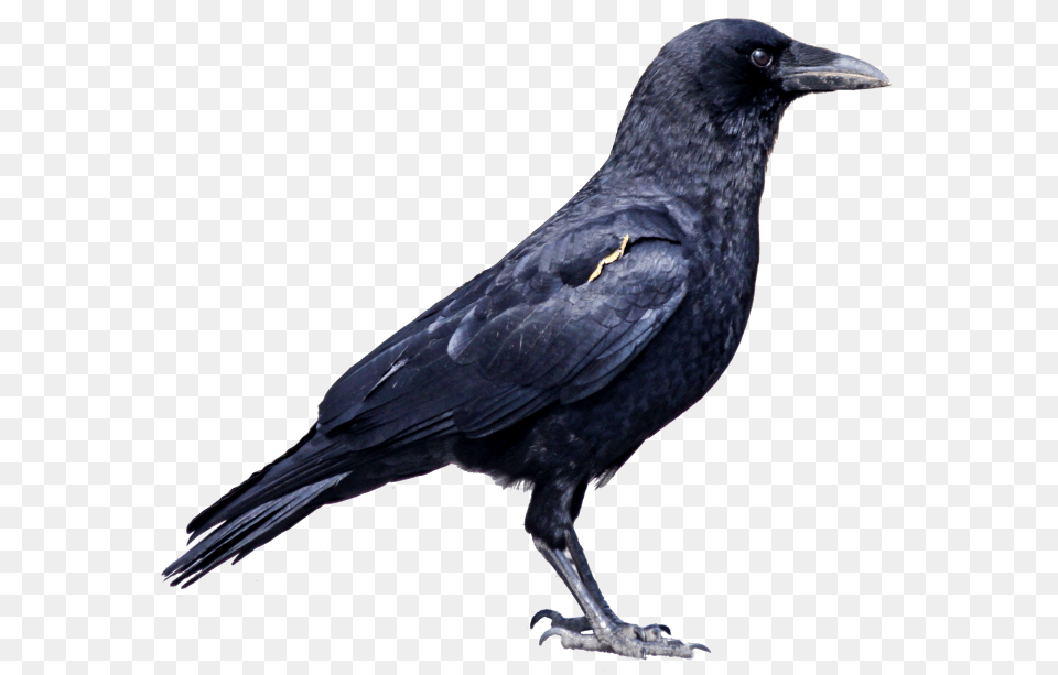 Crow, Animal, Bird, Blackbird Png Image