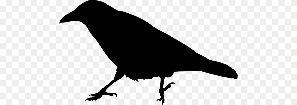 Crow Gray Free Png