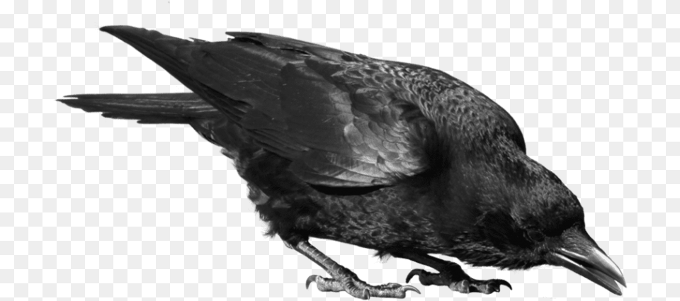 Crow, Animal, Bird, Blackbird Png