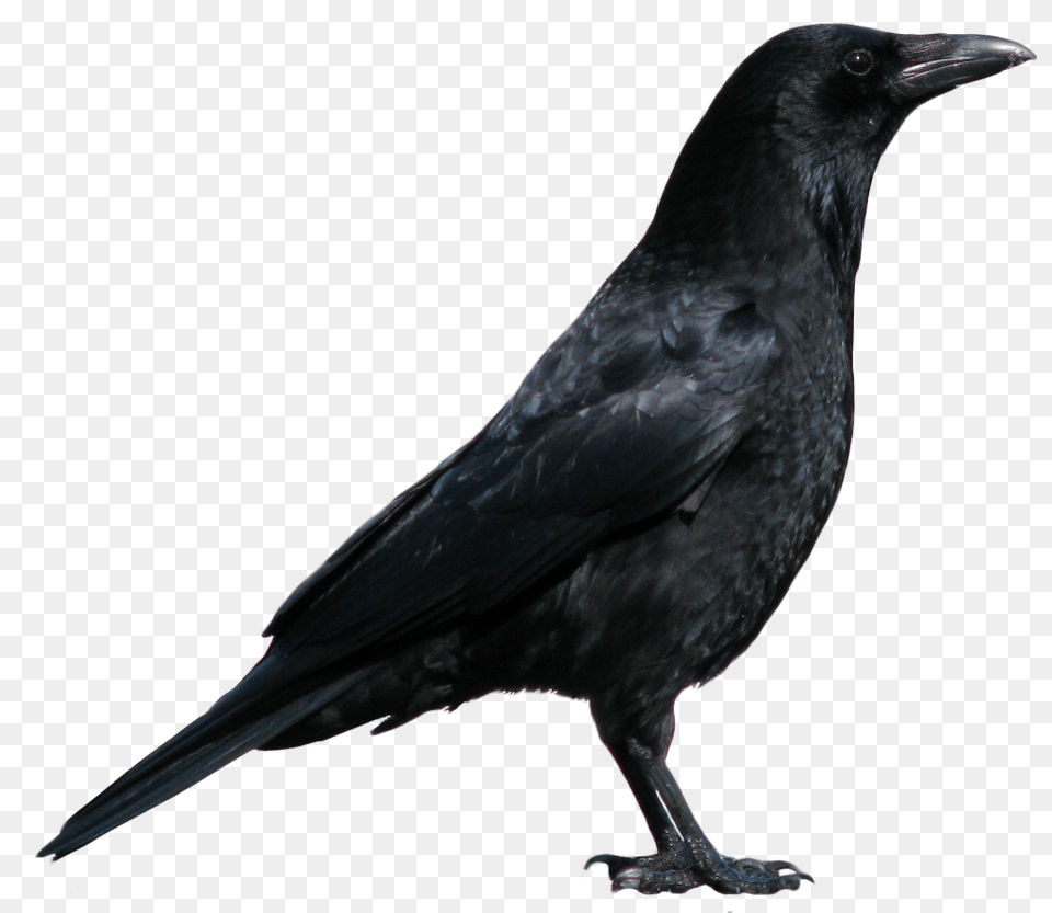 Crow, Animal, Bird, Blackbird Free Transparent Png