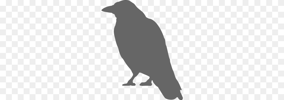Crow Silhouette, Animal, Bird Png