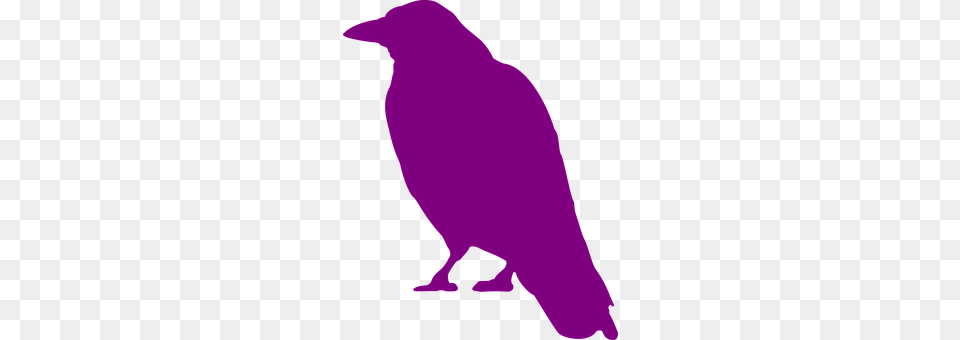 Crow Animal, Bird Free Transparent Png