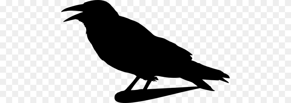 Crow Gray Png Image