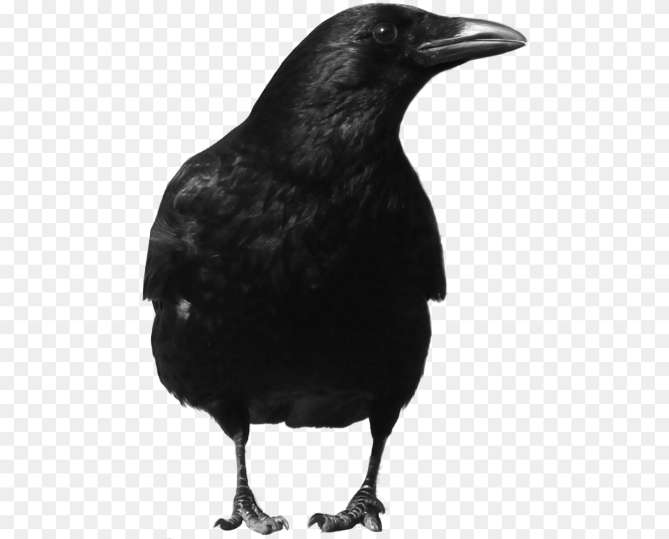 Crow, Animal, Bird, Blackbird Png