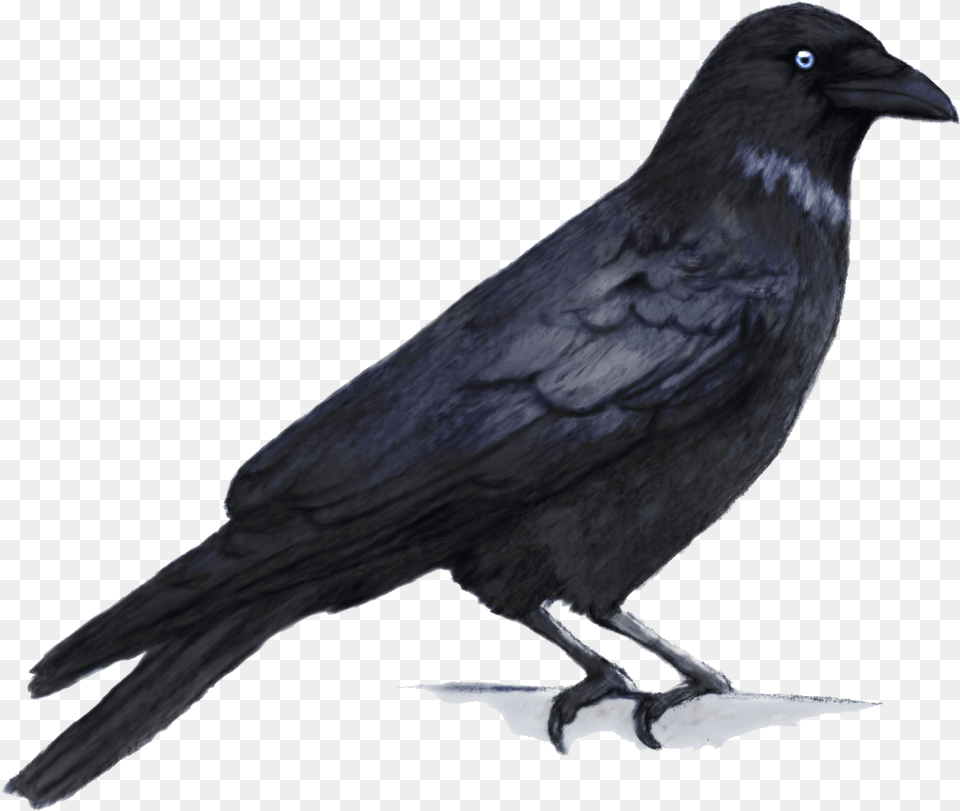 Crow, Animal, Bird, Blackbird Free Png Download
