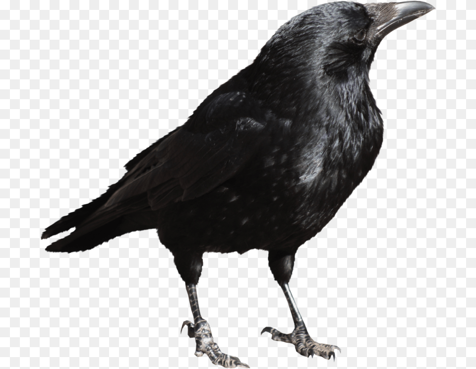 Crow, Animal, Bird, Blackbird Free Transparent Png