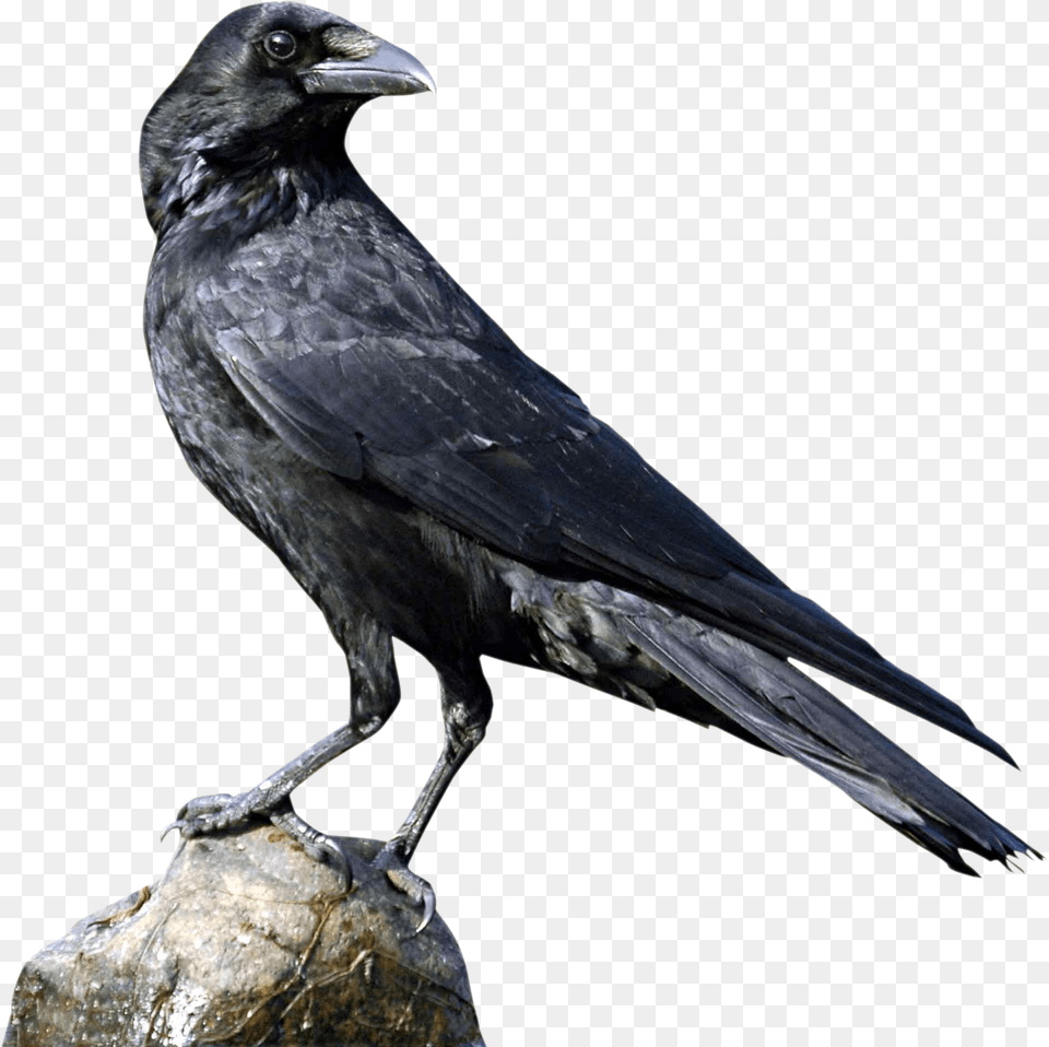 Crow, Animal, Bird, Blackbird Png