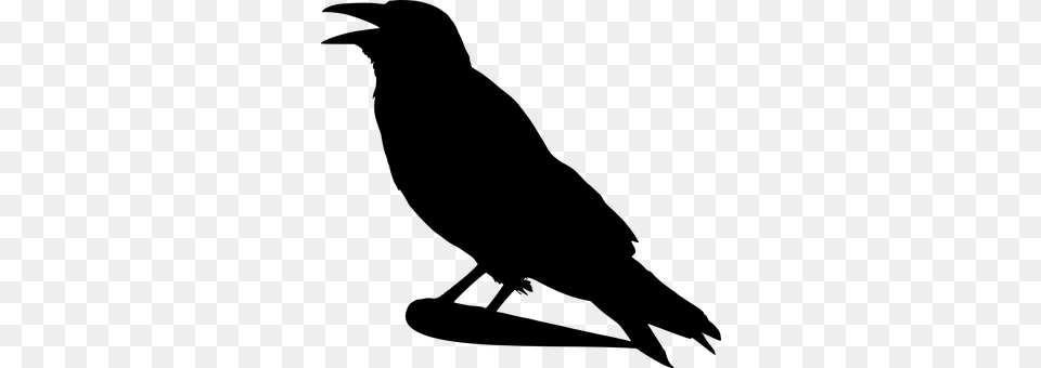 Crow Gray Free Transparent Png