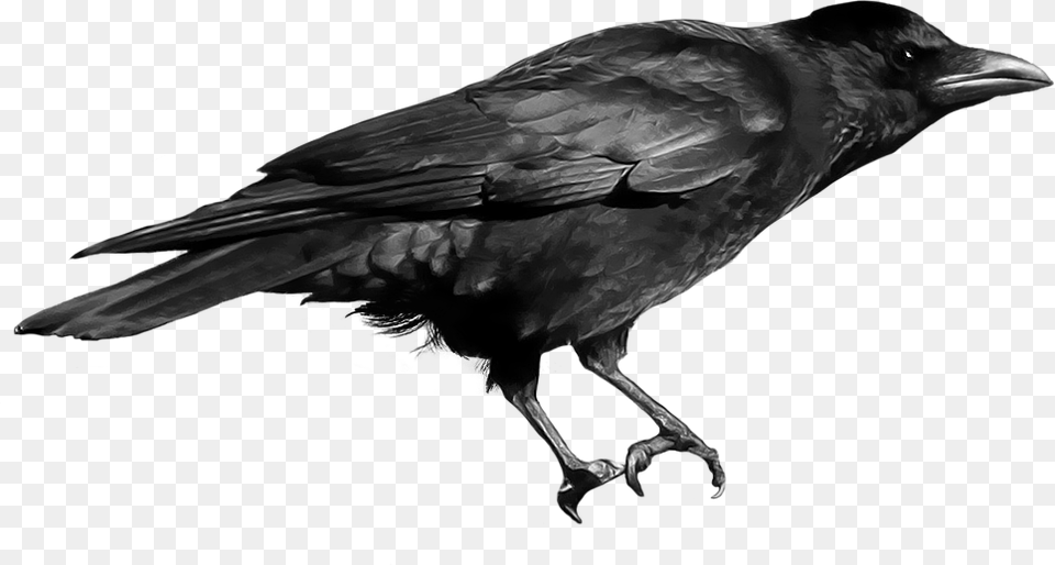 Crow, Animal, Bird, Blackbird Free Png