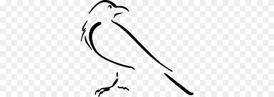 Crow Gray Free Png Download
