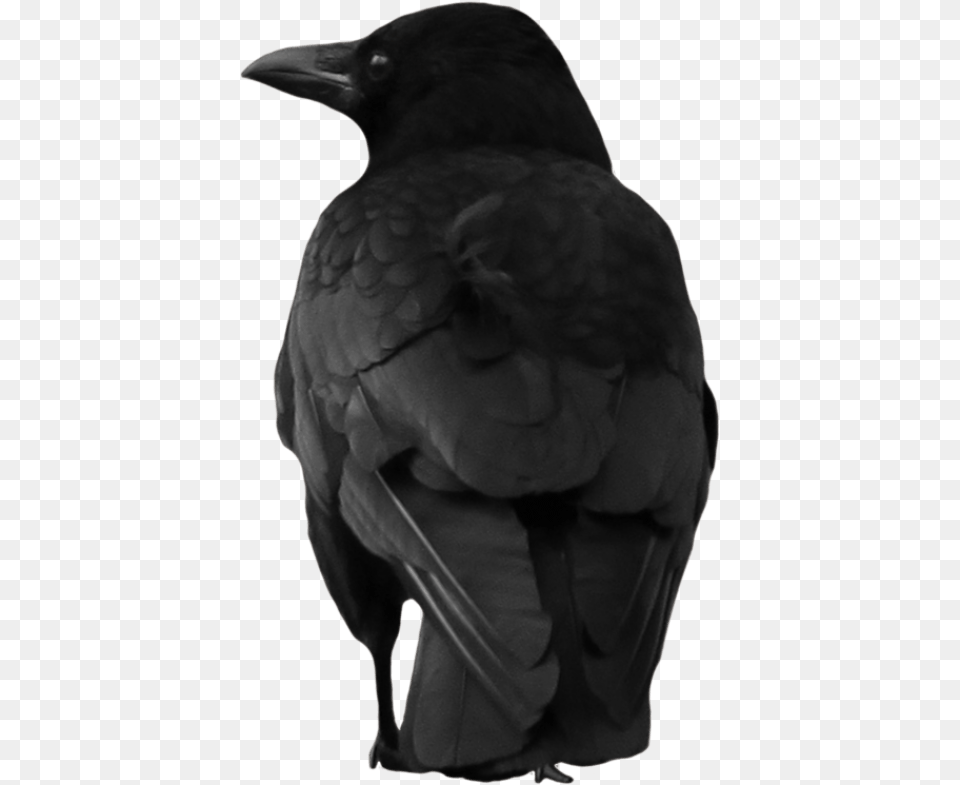Crow, Animal, Bird, Blackbird, Person Free Png