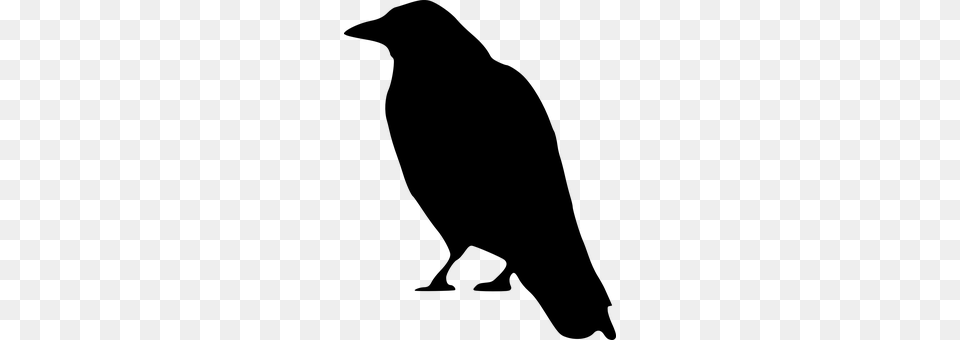 Crow Gray Png Image