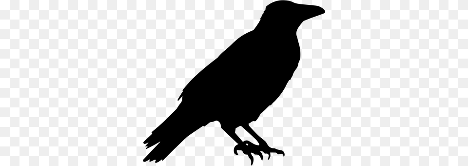 Crow Gray Png Image