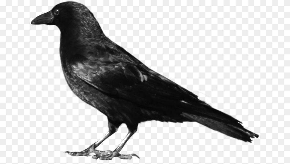 Crow 7 By Peroni68 Crow, Animal, Bird, Blackbird Free Transparent Png