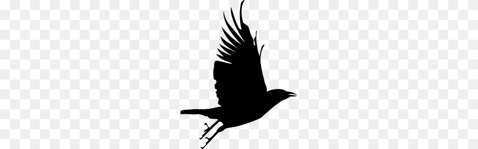 Crow, Gray Png