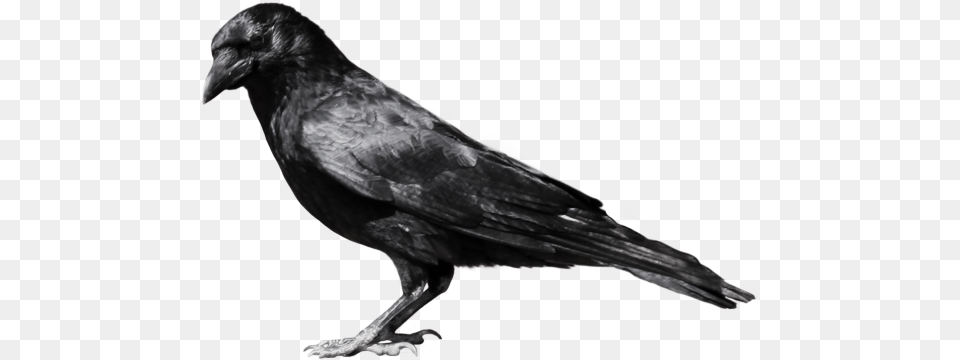 Crow, Animal, Bird Free Transparent Png